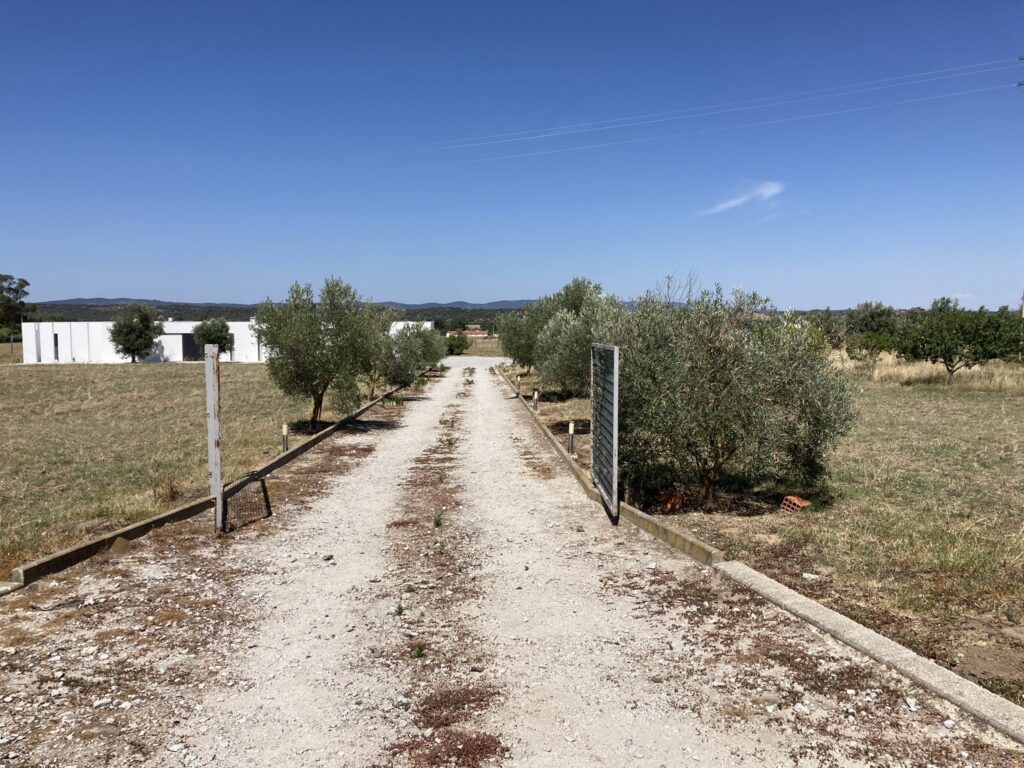 Olive tree lined driveway Evora Portugal