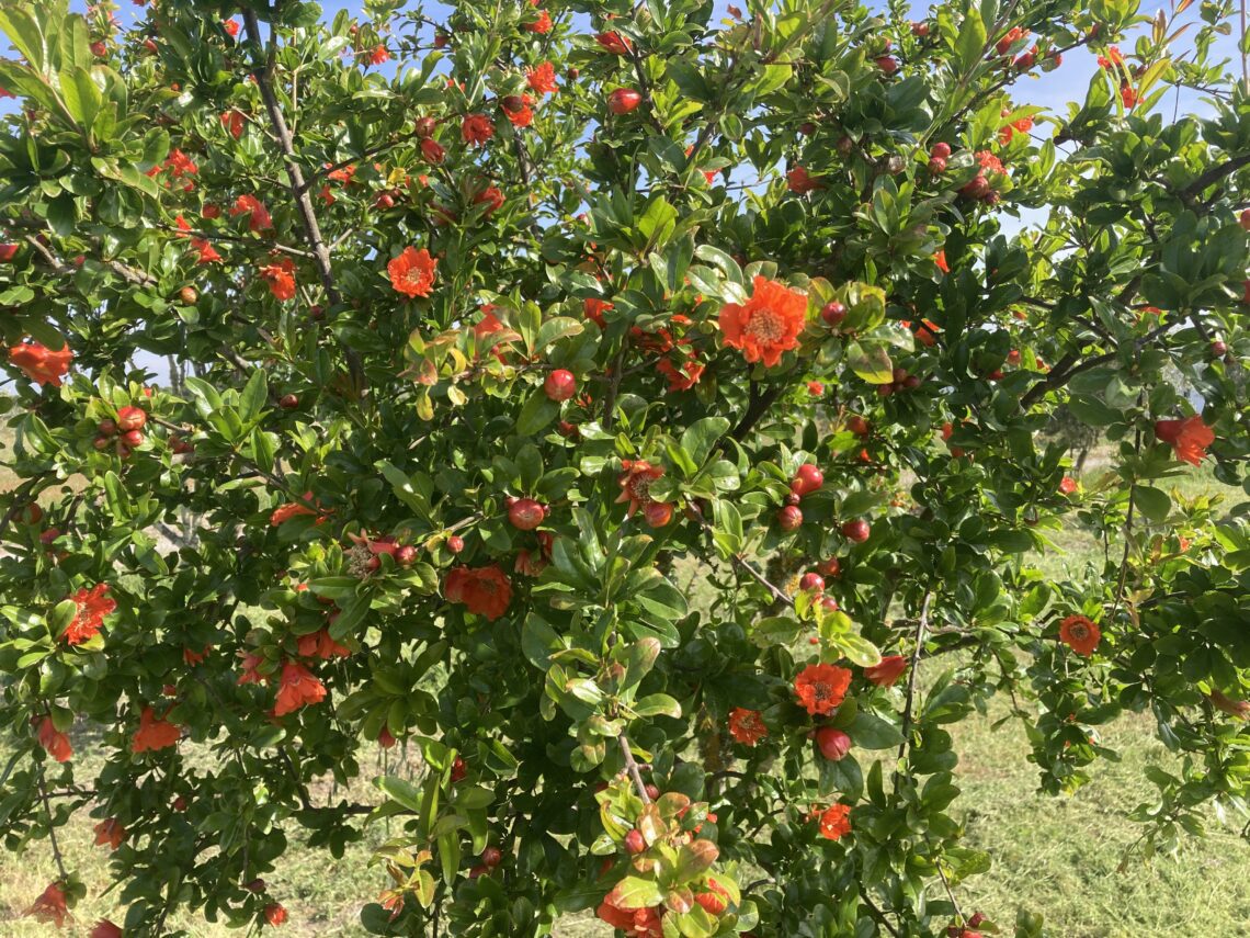 Pomegranate Tree Evora Portugal