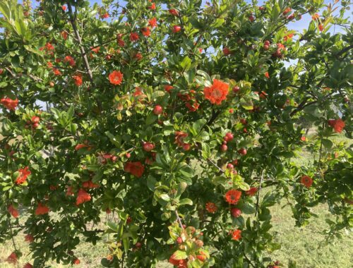 Pomegranate Tree Evora Portugal