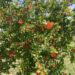 Pomegranate Tree Evora Portugal